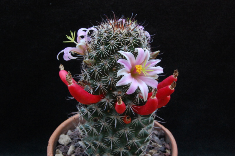 Mammillaria swinglei 