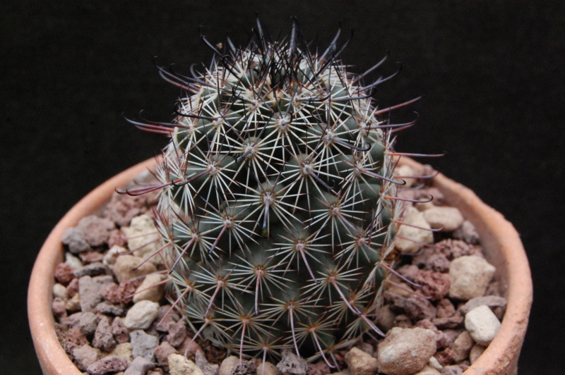 Mammillaria swinglei 