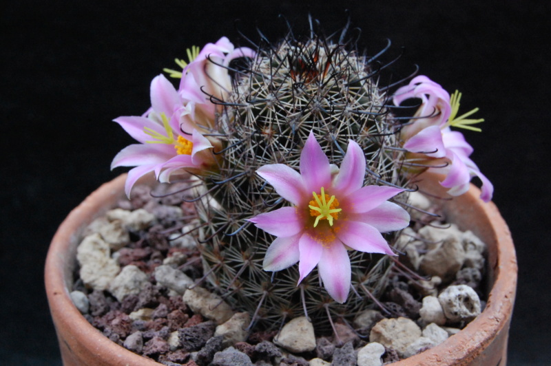 Mammillaria swinglei 