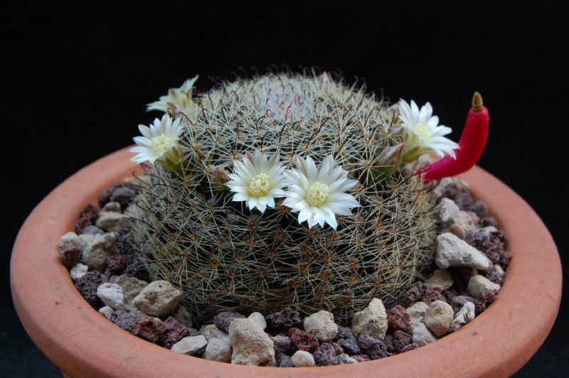 Mammillaria tezontle WAF 1983