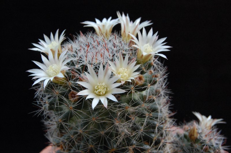 Mammillaria tezontle WAF 1983