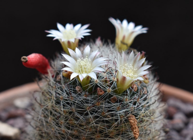 Mammillaria tezontle WAF 1983