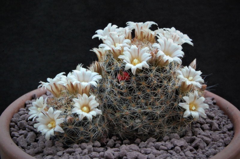 Mammillaria picta ssp. viereckii SB 558