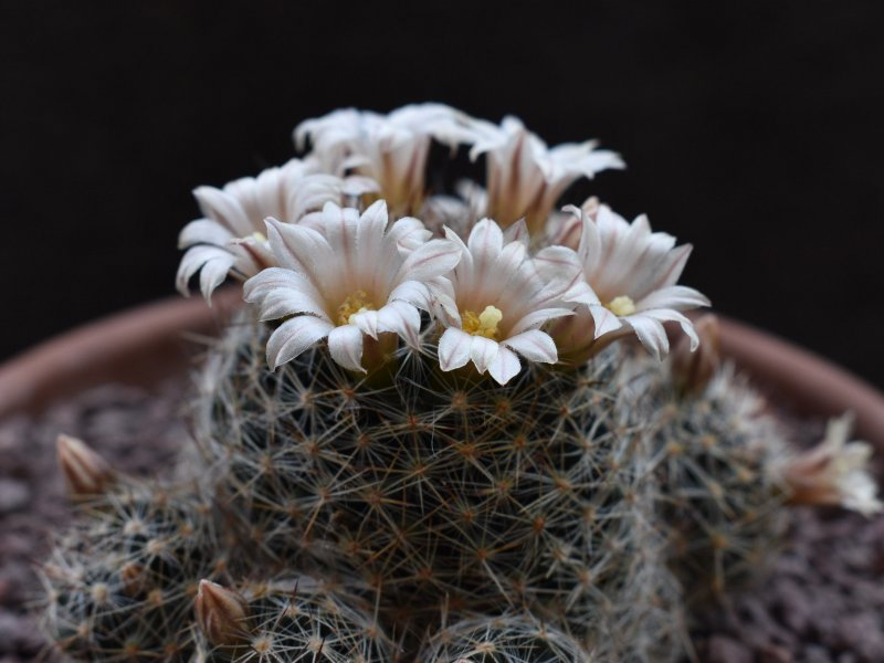 Mammillaria picta ssp. viereckii SB 558