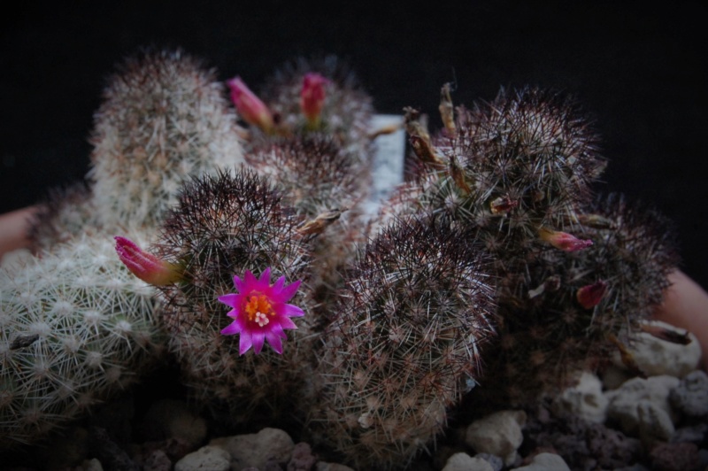 Mammillaria sphacelata ssp. viperina SB 836