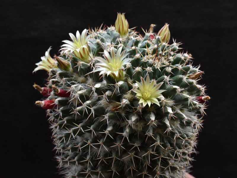 Mammillaria karwinskiana SB 1174