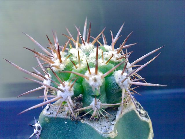 Copiapoa solaris 