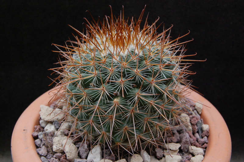 Mammillaria pullihamata WK 448