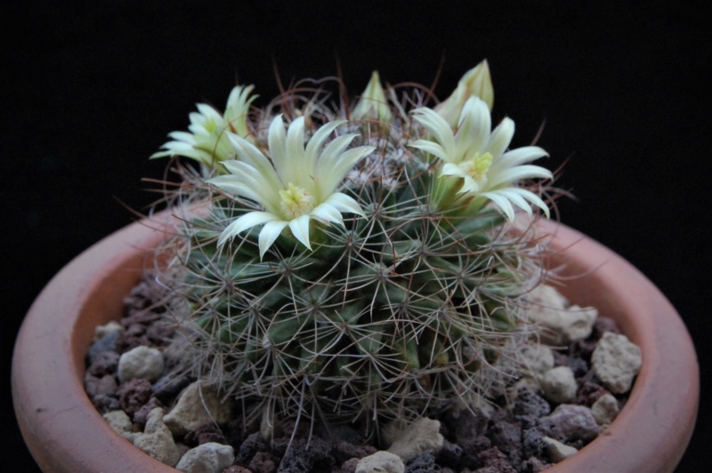 Mammillaria brandegeei ssp. lewisiana LAU 29