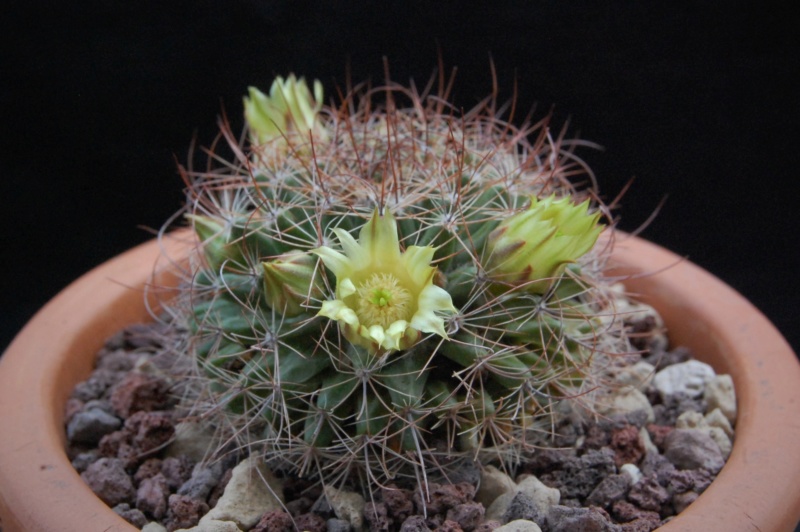 Mammillaria brandegeei ssp. lewisiana LAU 29