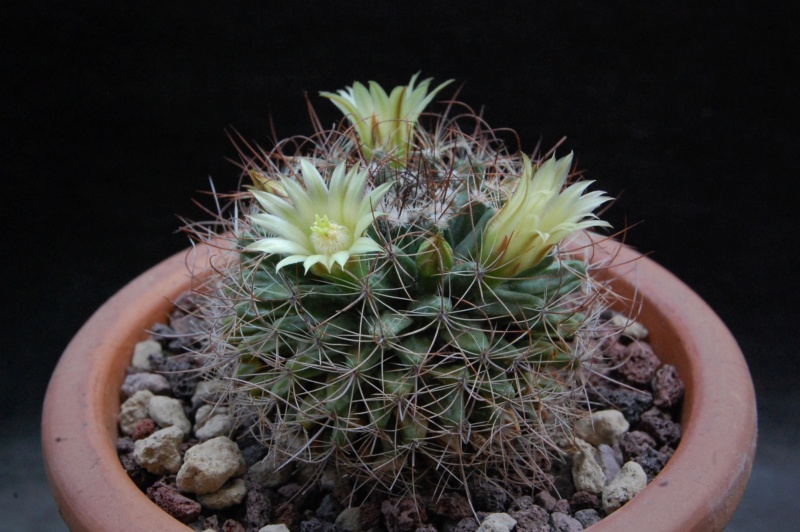 Mammillaria brandegeei ssp. lewisiana LAU 29