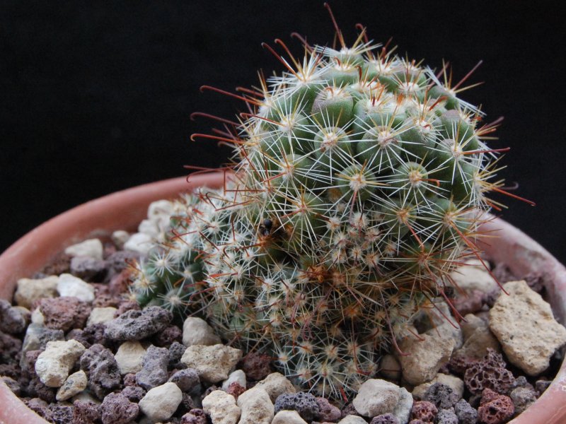 Mammillaria limonensis REP 1620