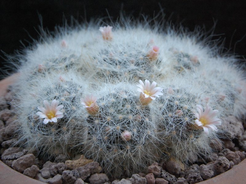 Mammillaria glassii ML 461