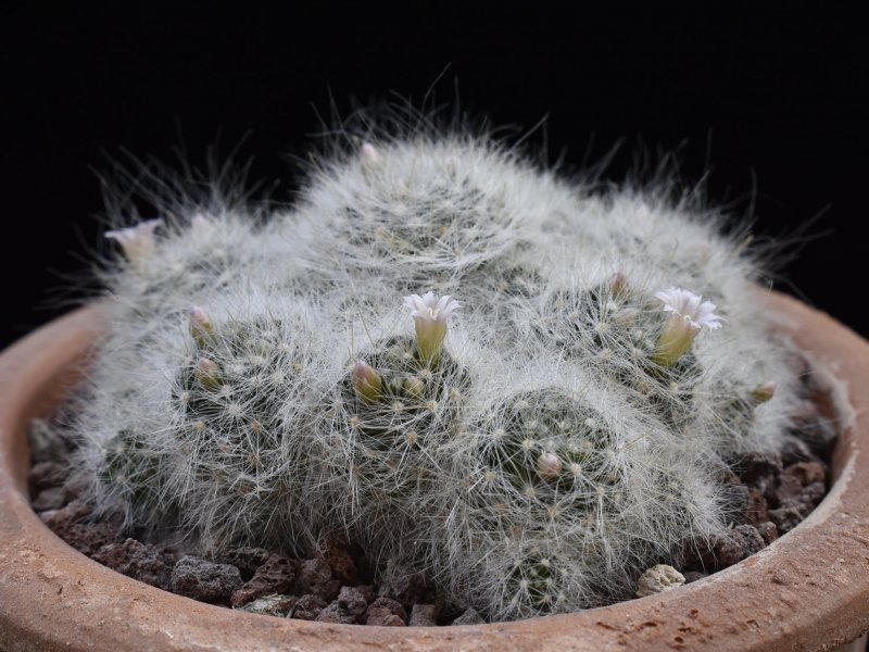 Mammillaria glassii ML 461