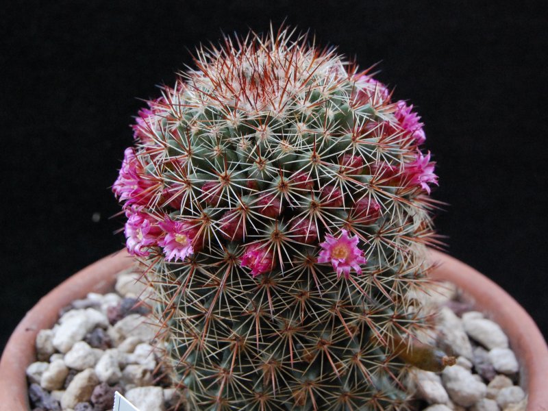 Mammillaria haasii 