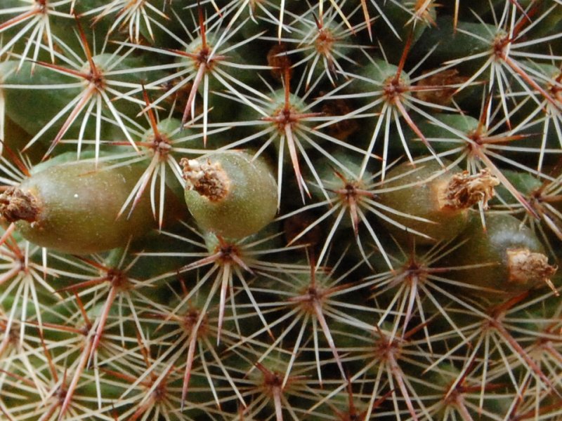 Mammillaria haasii 