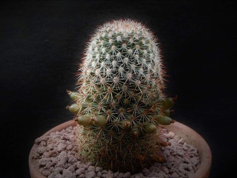 Mammillaria haasii 