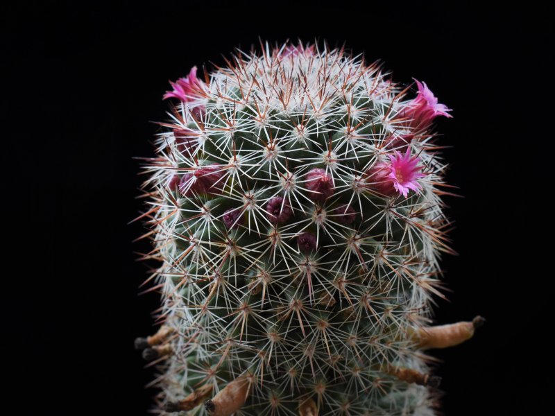 Mammillaria haasii 