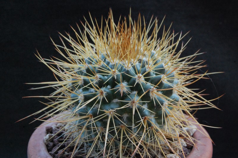 Mammillaria apozolensis v. saltensis ROG 501