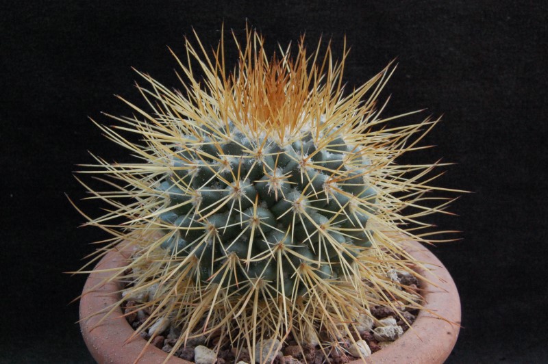 Mammillaria apozolensis v. saltensis ROG 501