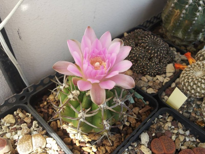 Gymnocalycium achirasense v. orientale 