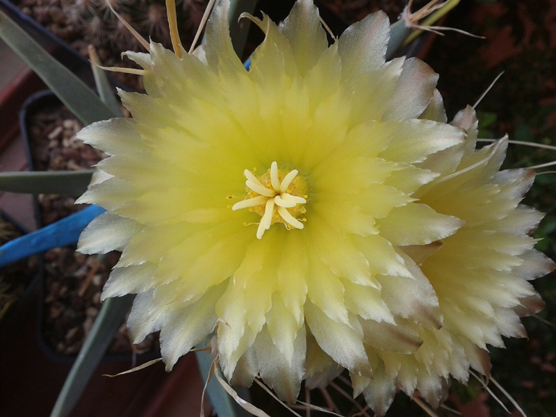 Leuchtenbergia principis 