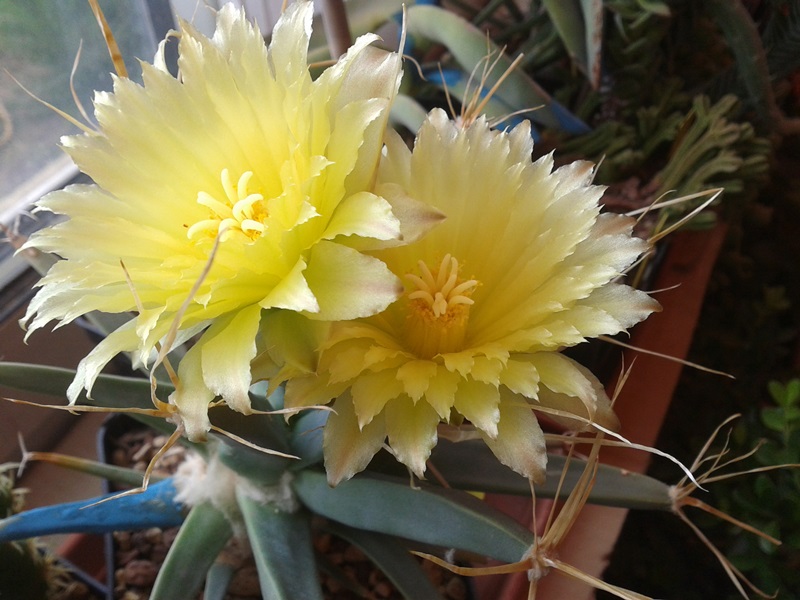 Leuchtenbergia principis 