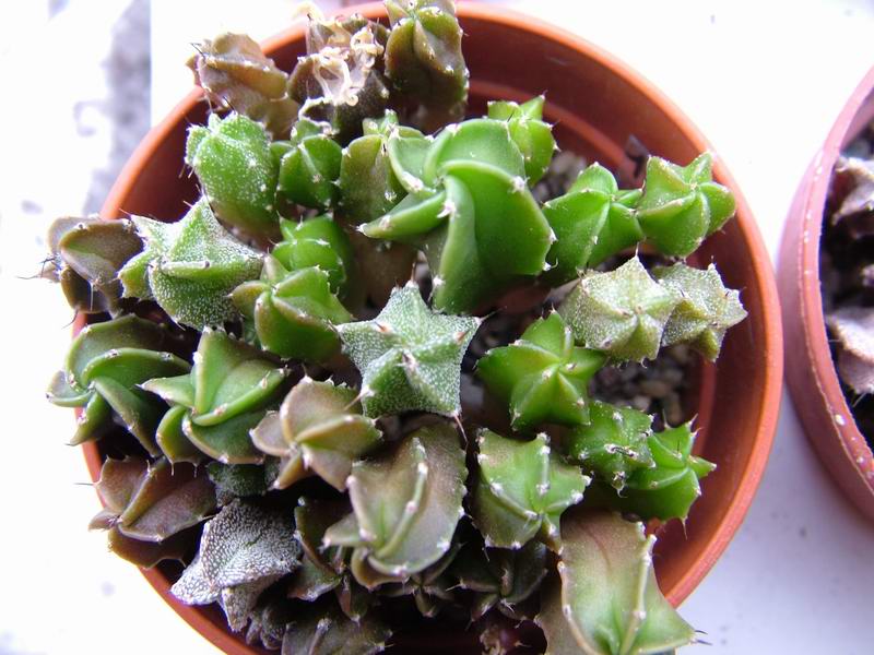 Astrophytum myriostigma v. nudum 