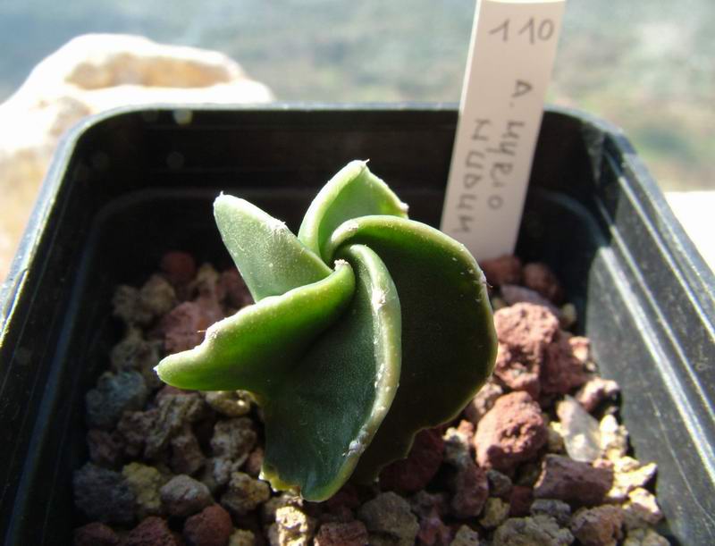 Astrophytum myriostigma v. nudum 