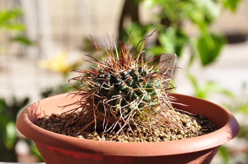 Mammillaria gigantea ROG 170