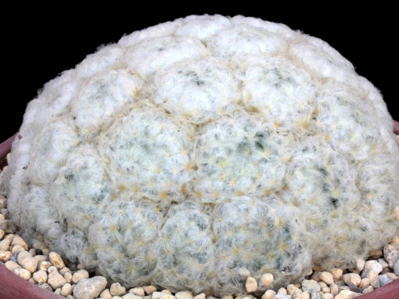 Mammillaria plumosa 