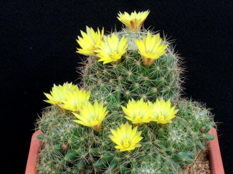 Mammillaria sphaerica 