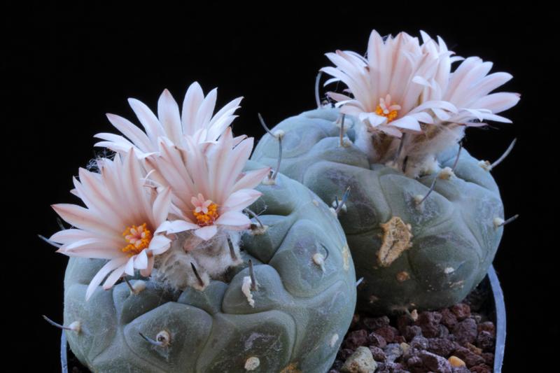 Turbinicarpus jauernigii 