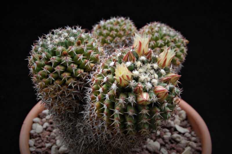 Mammillaria affinis karwinskiana Z 201