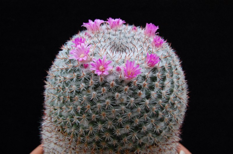 Mammillaria albata BZ 53