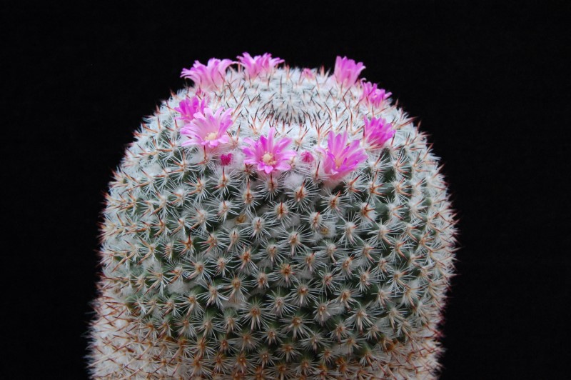 Mammillaria albata BZ 53