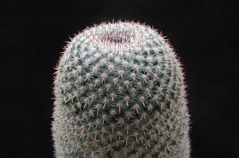 Mammillaria albata BZ 53