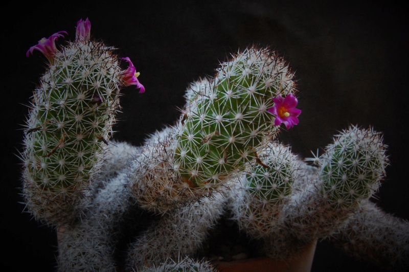 Mammillaria sphacelata Z 79