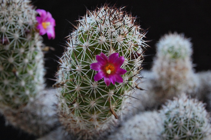 Mammillaria sphacelata Z 79