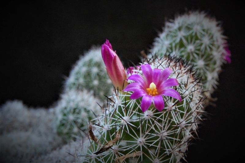 Mammillaria sphacelata Z 79