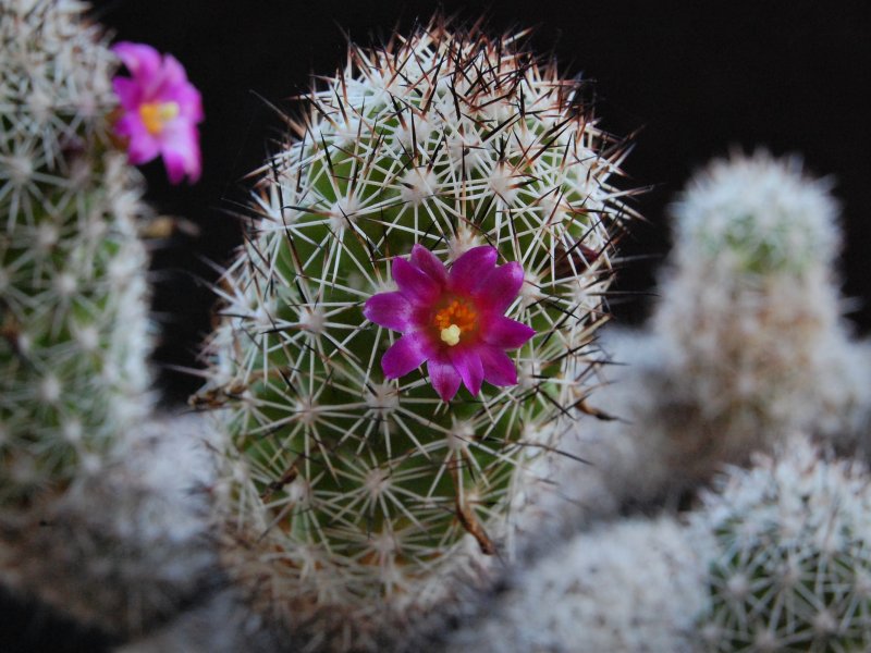 Mammillaria sphacelata Z 79