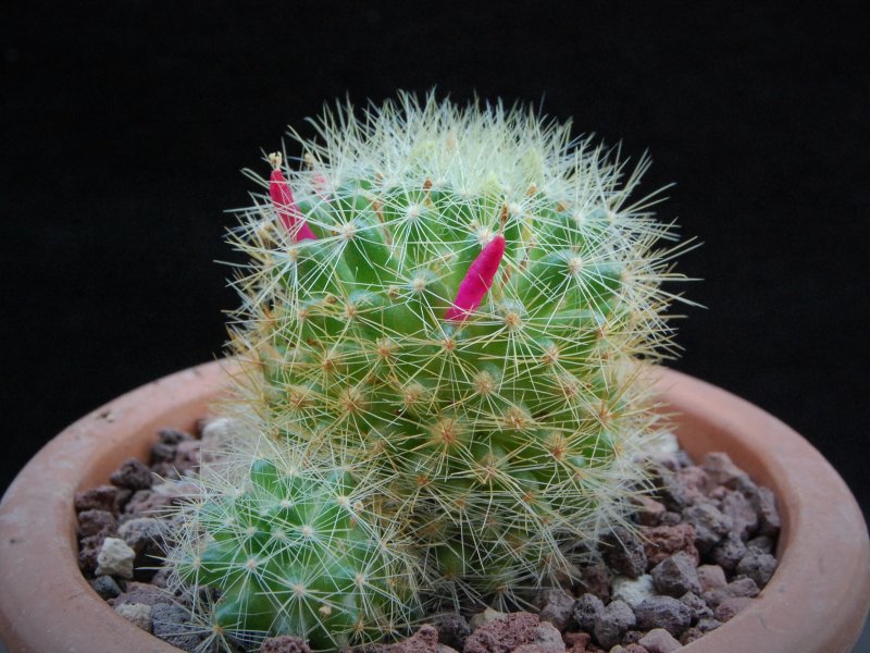 Mammillaria anniana REP 1806