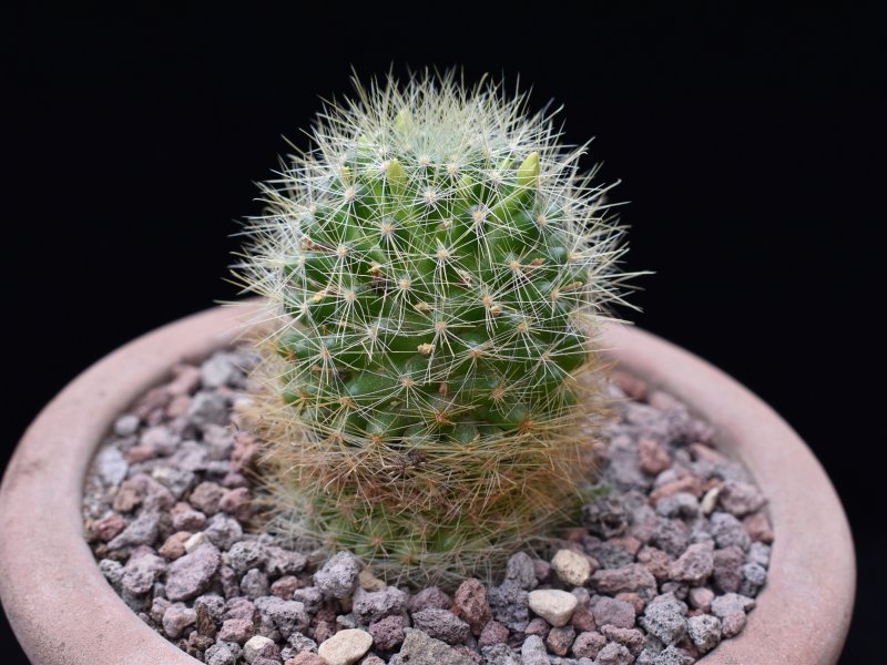 Mammillaria anniana REP 1806