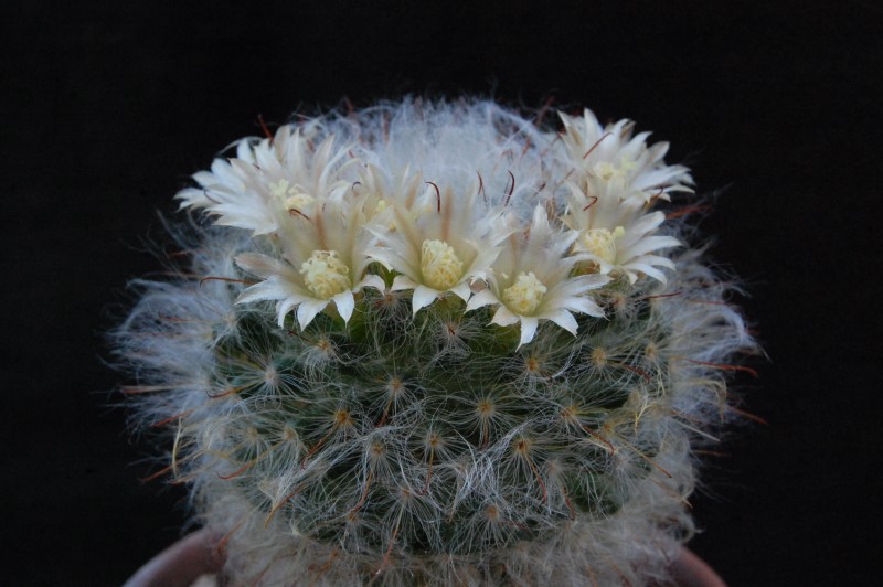 Mammillaria bocasana LAU 1182