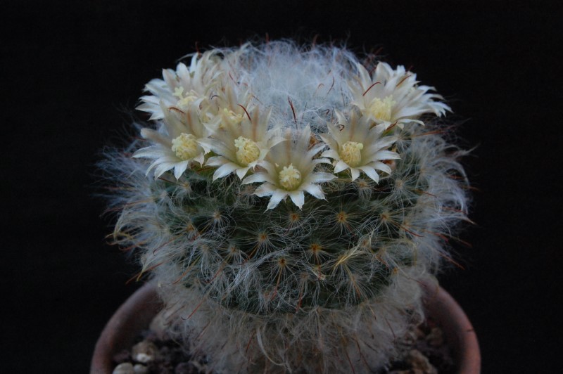 Mammillaria bocasana LAU 1182