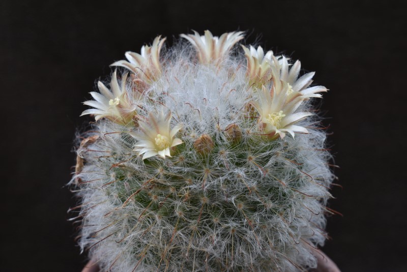 Mammillaria bocasana LAU 1182