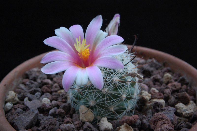 Mammillaria aff. boolii SB 1659