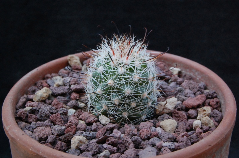 Mammillaria aff. boolii SB 1659