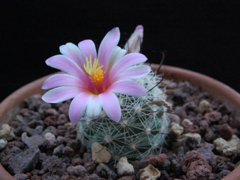 Mammillaria aff. boolii SB 1659