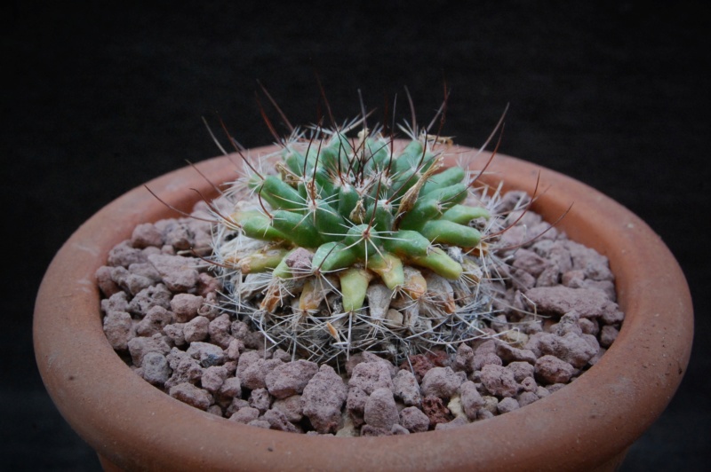 Mammillaria brandegeei ssp. lewisiana 